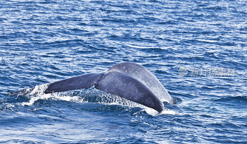 Blue Whale (Balaenoptera musculus) fluking, Baja California, Mexico